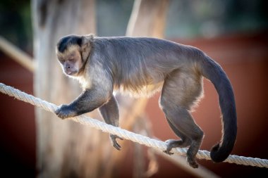 Bir Tufted Capuchin maymunu gün ışığında ipte yürüyor.