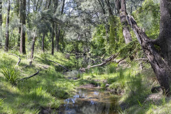 Torrente Che Corre Attraverso Una Foresta Verde Alberi Cespugli — Foto Stock