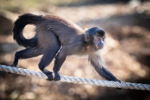 A Tufted Capuchin monkey walking on a rope in the sunshine