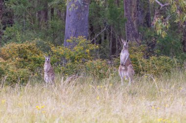 Avustralya 'nın güneyindeki yeşil bir alanda otlayan gri kangurular.