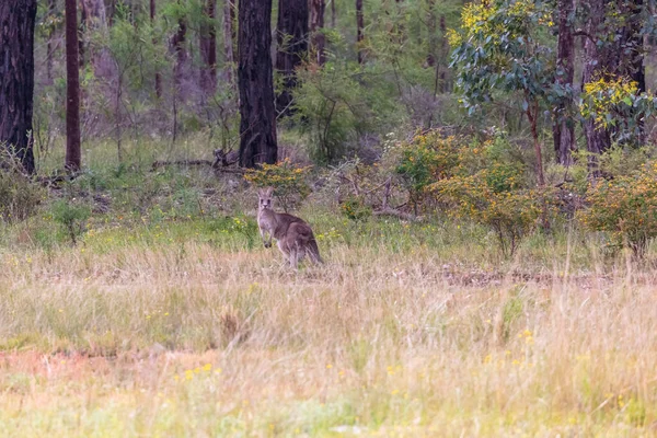 Australijskie Szare Kangury Pasą Się Pustkowiu Zielonym Polu Regionalnej Australii — Zdjęcie stockowe