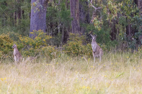 Australiska Grey Kangaroos Betar Vildmarken Ett Grönt Fält Regionala Australien — Stockfoto