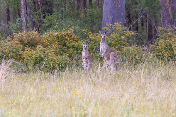 Australiska Grey Kangaroos Betar Vildmarken Ett Grönt Fält Regionala Australien — Stockfoto