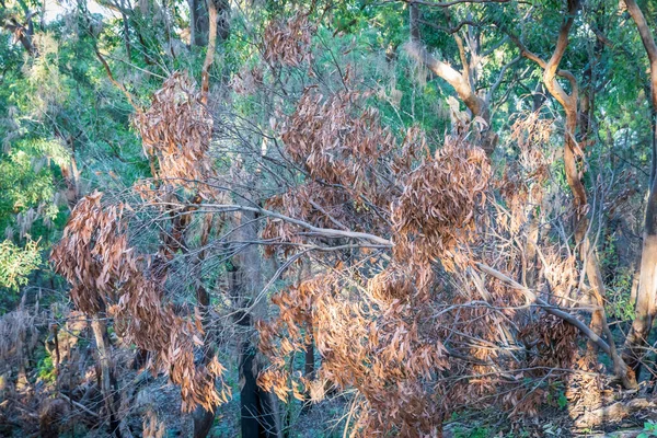 Bruine Kauwgom Bladeren Verbrand Door Bosbrand Blue Mountains New South — Stockfoto