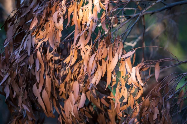 澳大利亚新南威尔士州的青山上 山火熊熊燃烧着的棕色树胶叶子 — 图库照片