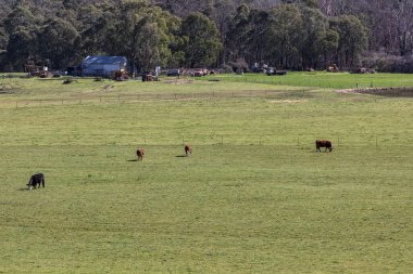 Avustralya 'nın Yeni Güney Galler' indeki Mavi Dağlar 'da yeşil bir alanda otlayan inekler.
