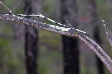 Yeşil yosun ölü kahverengi ağaç dalında