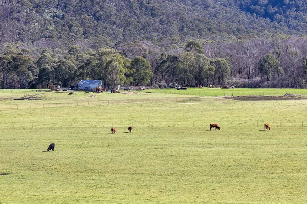 Корови Пасуться Зеленому Полі Блакитних Горах Нового Південного Уельсу Австралія — стокове фото