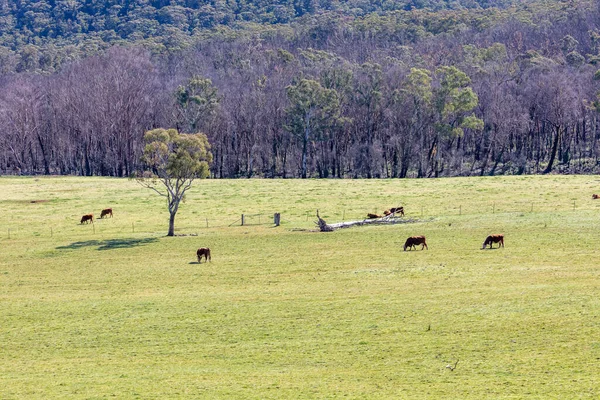 Корови Пасуться Зеленому Полі Блакитних Горах Нового Південного Уельсу Австралія — стокове фото