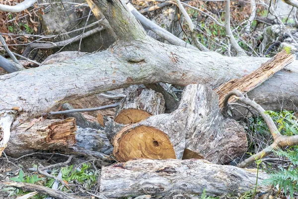 Падшие Деревья Вырубленные Бензопилой Голубых Горах Нового Южного Уэльса Австралии — стоковое фото