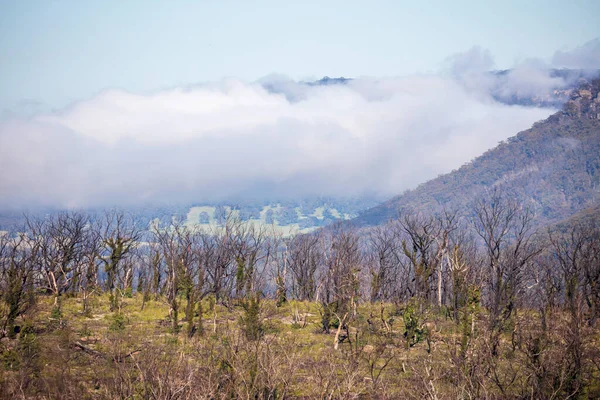 Niskie Chmury Dolinie Regeneracji Lasów Pożarach Krzewów Blue Mountains Regionalnej — Zdjęcie stockowe