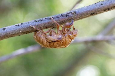 Açık havada bir ağaç dalında kahverengi, ölü bir ağustos böceğinin yakın görüntüsü