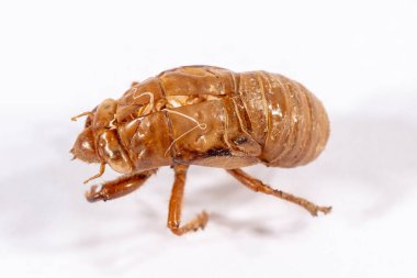 Beyaz bir arkaplanda kahverengi bir ağustos böceğinin yakın görüntüsü