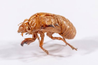 Beyaz bir arkaplanda kahverengi bir ağustos böceğinin yakın görüntüsü