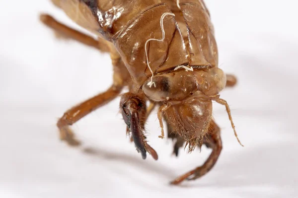 Close Zicht Een Bruine Dode Cicada Een Witte Achtergrond — Stockfoto