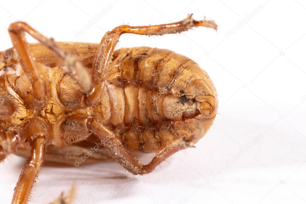 Close up view of a brown dead Cicada on a white background