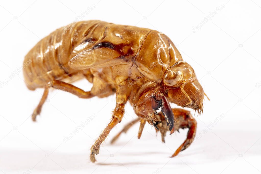 Close up view of a brown dead Cicada on a white background