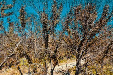 Avustralya 'nın Yeni Güney Galler bölgesindeki Merkez Tablolardaki orman yangınından etkilenen toprak yolun havadan görünüşü