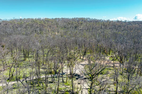 오스트레일리아의 뉴사우스웨일스주에 산불로 피해를 삼림을 가로지르는 비포장도로를 공중에서 내려다본 — 스톡 사진
