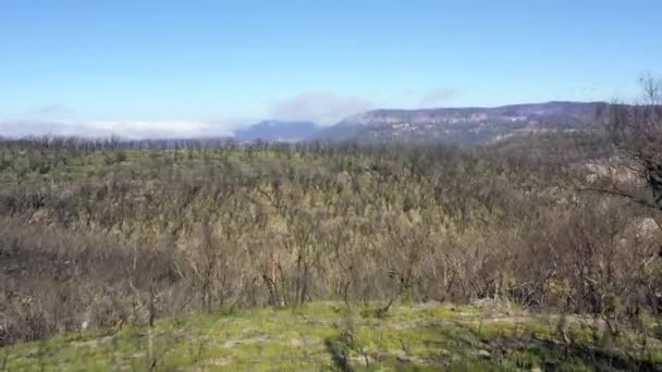 Imagens Aéreas Voando Através Árvores Regeneração Florestal Após Incêndios Florestais — Vídeo de Stock