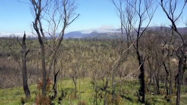 Rekaman Udara Terbang Melalui Pohon Pohon Regenerasi Hutan Setelah Kebakaran — Stok Video