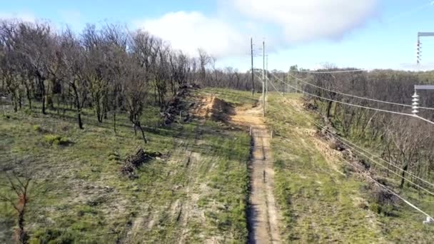 Luftaufnahmen Eines Feldweges Sowie Telefonmasten Und Drähte Wald Und Buschland — Stockvideo