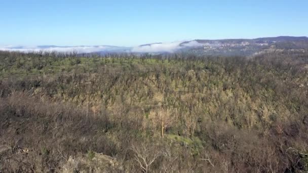 Filmagem Aérea Regeneração Florestal Após Incêndios Florestais Nas Montanhas Azuis — Vídeo de Stock
