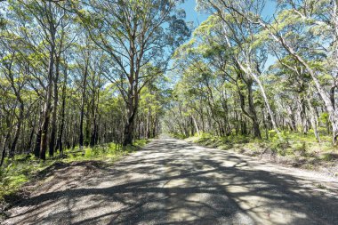 New South Wales Avustralya 'nın merkezindeki Kanangra-Boyd Ulusal Parkı' ndaki orman yangınından kurtulan ağaçlarla dolu bir ormanda uzun toprak bir yol.