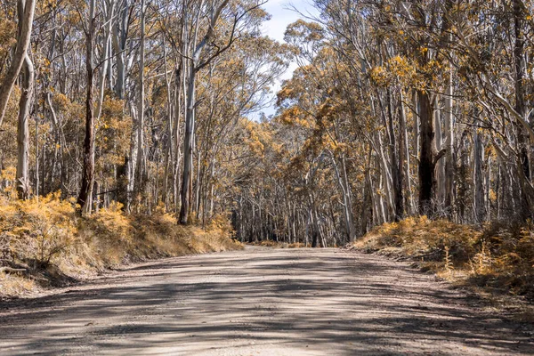 New South Wales Avustralya 'nın merkezindeki Kanangra-Boyd Ulusal Parkı' ndaki orman yangınından kurtulan ağaçlarla dolu bir ormanda uzun toprak bir yol.