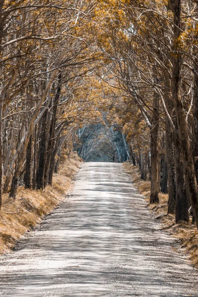 New South Wales Avustralya 'nın merkezindeki Kanangra-Boyd Ulusal Parkı' ndaki orman yangınından kurtulan ağaçlarla dolu bir ormanda uzun toprak bir yol.