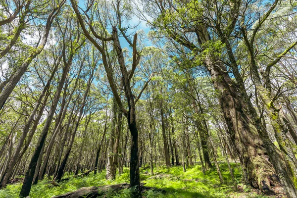 Bosque Recuperándose Incendios Forestales Parque Nacional Kanangra Boyd Las Mesetas — Foto de Stock