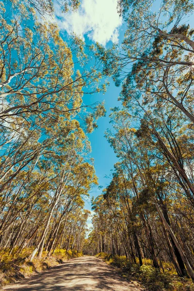 Guardando Alto Attraverso Baldacchino Cielo Blu Una Foresta Alberi Gomma — Foto Stock
