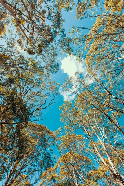 Regardant Travers Couvert Arbres Dans Ciel Bleu Dans Une Forêt — Photo