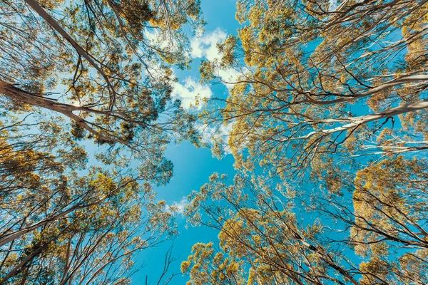 Looking up through a tree canopy into blue sky in a forest of gum trees in regional Australia