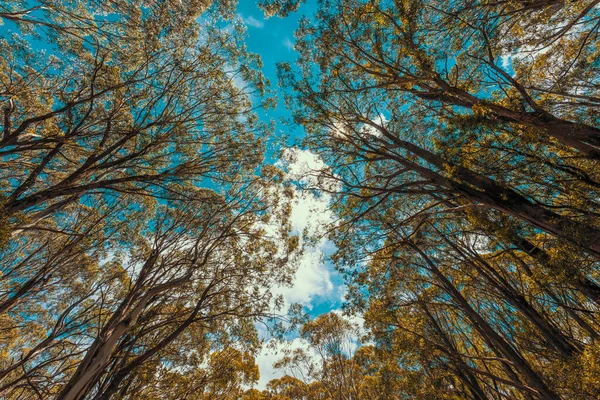 Kijkend Omhoog Door Een Boom Bladerdak Blauwe Lucht Een Woud — Stockfoto