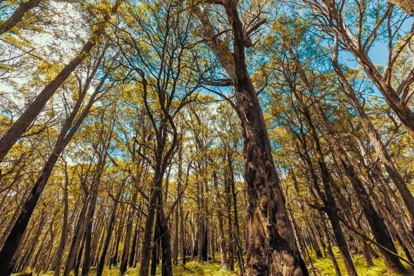 Looking up through a tree canopy into blue sky in a forest of gum trees in regional Australia