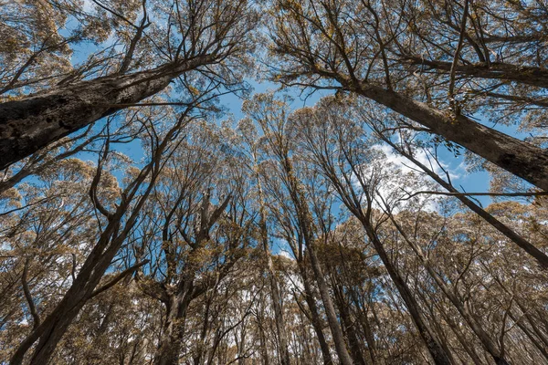 Tittar Upp Genom Ett Trädtak Till Blå Himmel Skog Tuggummi — Stockfoto