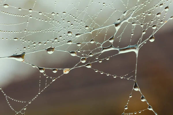 Ett Stort Spindelnät Täckt Med Vattendroppar Hemträdgård — Stockfoto
