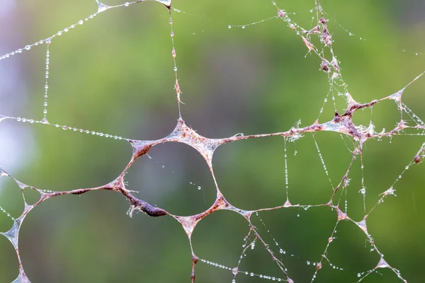 Une Grande Toile Araignée Recouverte Gouttes Eau Dans Jardin Domestique — Photo