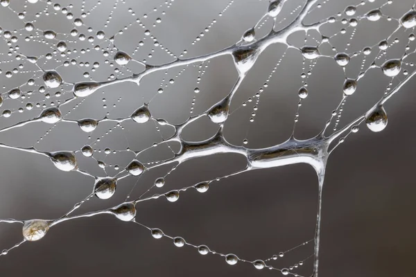 Ein Großes Spinnennetz Mit Wassertropfen Einem Heimischen Garten — Stockfoto