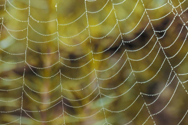 Une Grande Toile Araignée Recouverte Gouttes Eau Dans Jardin Domestique — Photo