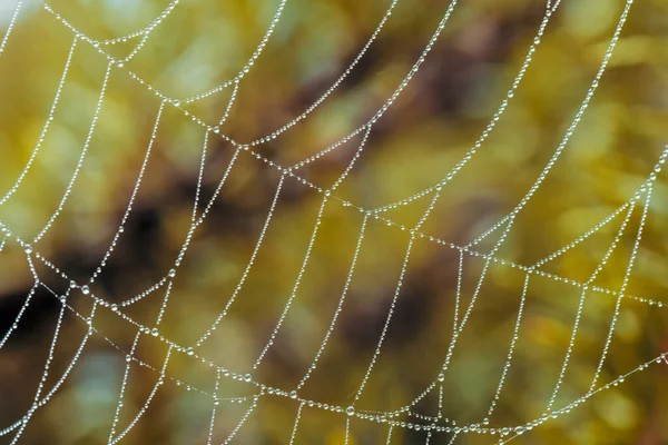 Une Grande Toile Araignée Recouverte Gouttes Eau Dans Jardin Domestique — Photo