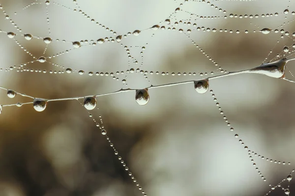 Ett Stort Spindelnät Täckt Med Vattendroppar Hemträdgård — Stockfoto