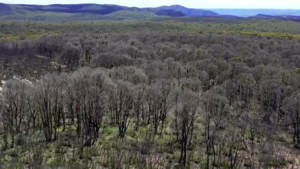 Filmagem Aérea Regeneração Florestal Após Incêndios Florestais Central Tablelands Região — Vídeo de Stock