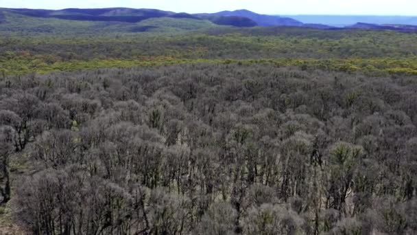 Rekaman Udara Regenerasi Hutan Setelah Kebakaran Semak Central Tablelands Daerah — Stok Video