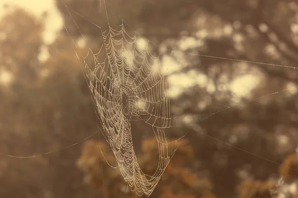 Une Grande Toile Araignée Suspendue Arbre Extérieur Avec Des Gouttes — Photo