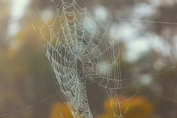 Une Grande Toile Araignée Suspendue Arbre Extérieur Avec Des Gouttes — Photo