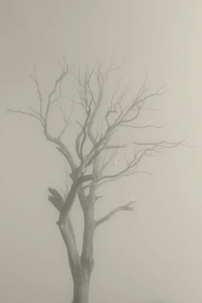 Cimier Soufre Cockatoos Dans Arbre Dans Brouillard Dans Les Blue — Photo