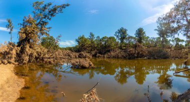 Avustralya 'da Yeni Güney Galler' in Hawkesbury bölgesindeki Yarramundi Reserve 'deki sel felaketinin ardından Grose Nehri yakınlarındaki devrilmiş ağaçların fotoğrafları.