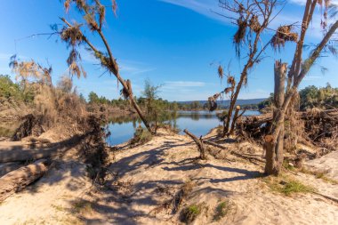 Avustralya 'nın Yeni Güney Galler bölgesindeki Yarramundi Reserve' de yaşanan şiddetli sel felaketinin ardından Nepean Nehri yakınlarındaki devrilmiş ağaçların fotoğrafları.